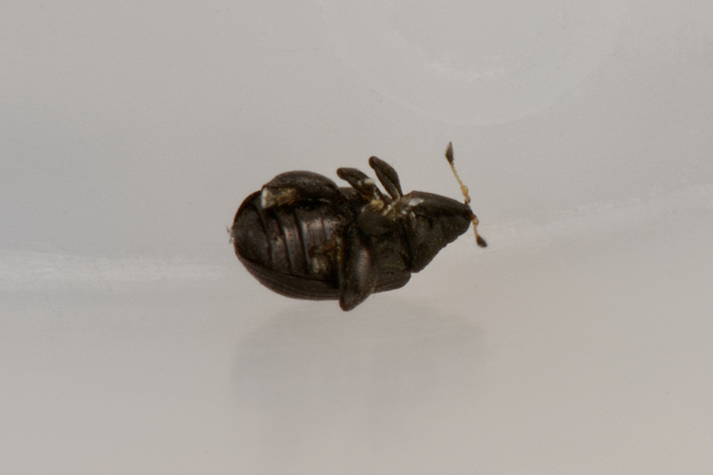 Curculionidae: Rhamphus pulicarius